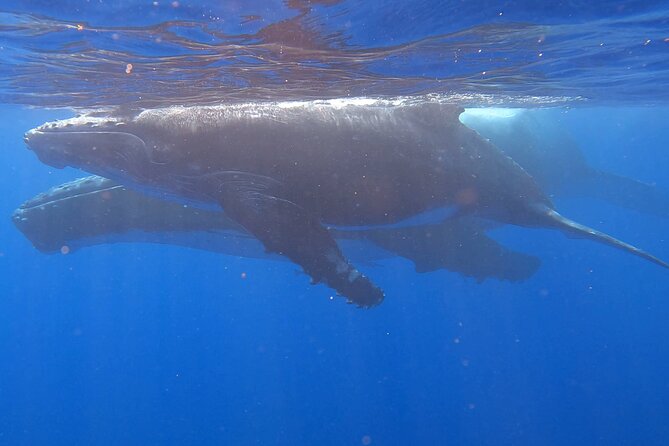 Observe and Swim with Whales in Tahiti - How the $169.10 price measures up