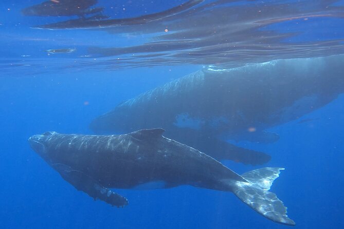 Observe and Swim with Whales in Tahiti - Learning how to approach whales respectfully
