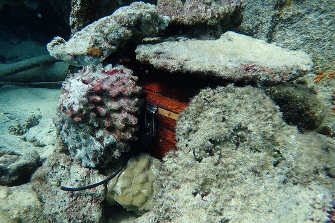 Private 4 Hours Reef Discovery Luxury Private Treasure Hunt in Bora Bora - Setting out at 9:00 in Bora Bora’s lagoon