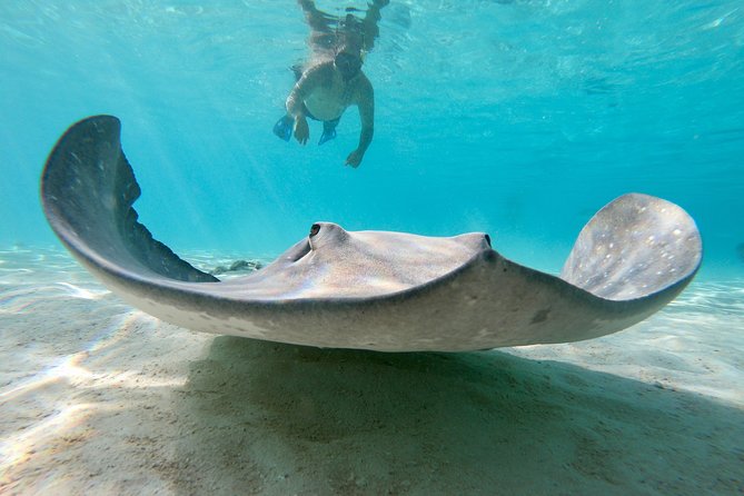 Private Boat Tour of Moorea Lagoon - The guides make the difference