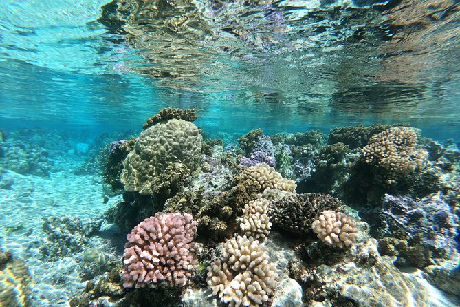 Private Boat Tour of Moorea Lagoon - Fruit, juice, and the small comforts