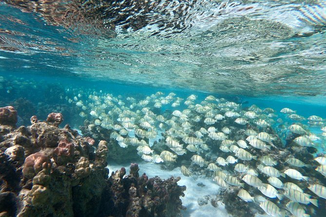 Private Boat Tour of Moorea Lagoon - Who should book this Moorea excursion
