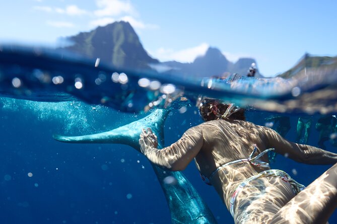 Private boat tour to swim with whales and sharks - Why Moorea is a strong place for whale watching
