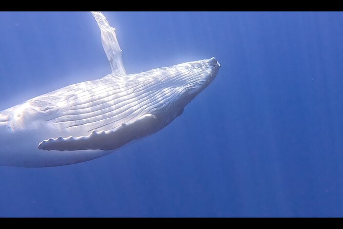 Private boat tour to swim with whales and sharks - The first hours: searching for humpback whales