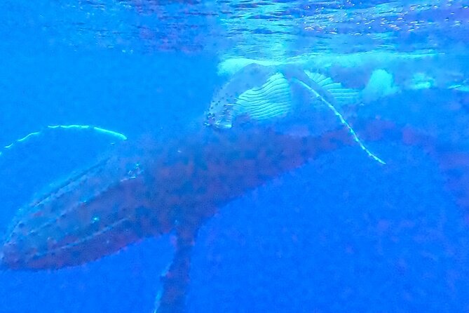 Private boat tour to swim with whales and sharks - Entering the water with a whale