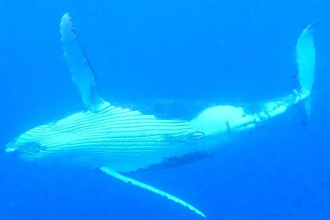 Private boat tour to swim with whales and sharks - Safety rules that improve the experience