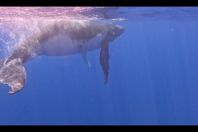 Private boat tour to swim with whales and sharks - Who should book this Moorea boat trip?