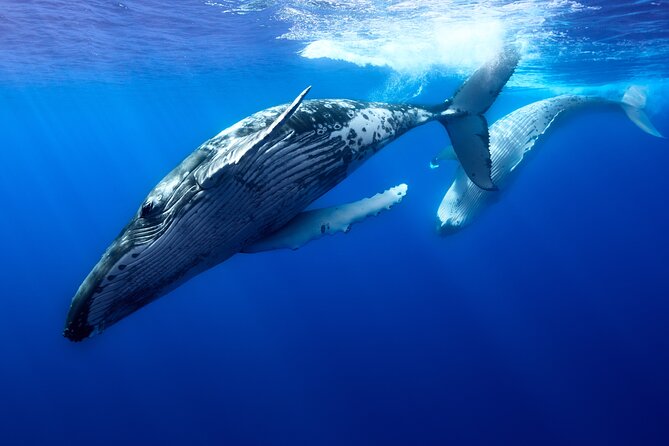 Private boat tour to swim with whales and sharks - Meeting at 53JGG56J+9M553JGG56J+9M