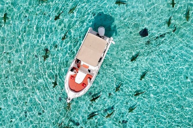 Private Bora Bora Lagoon Experience - Rays and sharks bring the excitement