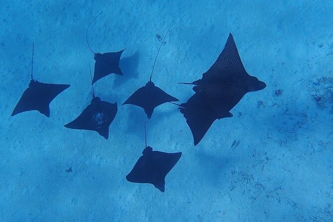 Private Bora Bora Lagoon Experience - A good choice for families and nervous swimmers