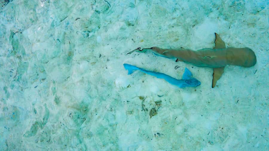 Private Bora Bora Lagoon Snorkel Cruise with BBQ Picnic - Snorkeling with rays and reef fish