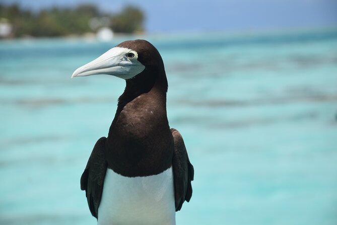 Private Day Trip Hike and Boat in Moorea - Cook Bay and Opunohu Bay from the water