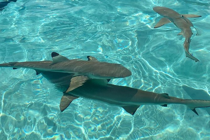 Private Day Trip Hike and Boat in Moorea - Who will enjoy this Moorea day most