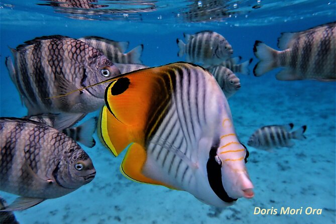 Private excursion Half day Moorea Discovery of the lagoon - Starting at Moorea Marina in Opunohu Bay
