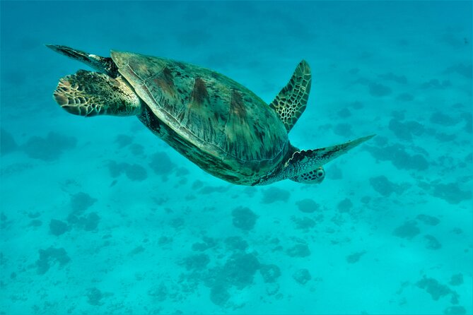 Private excursion Half day Moorea Discovery of the lagoon - Snacks, water, and a relaxed atmosphere