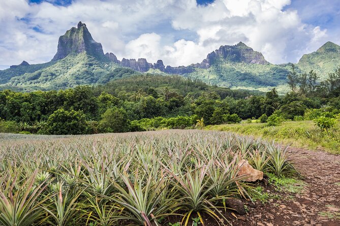 Private excursion to Moorea, photo tour & immersive discovery - Belvedere Lookout and Moorea’s volcanic heart