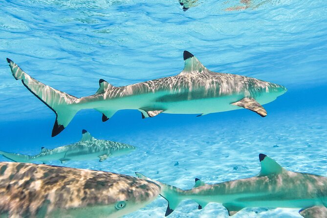 Private Full-Day Lagoon Adventure in Bora Bora with BBQ Lunch - Second stop: shallow water with stingrays