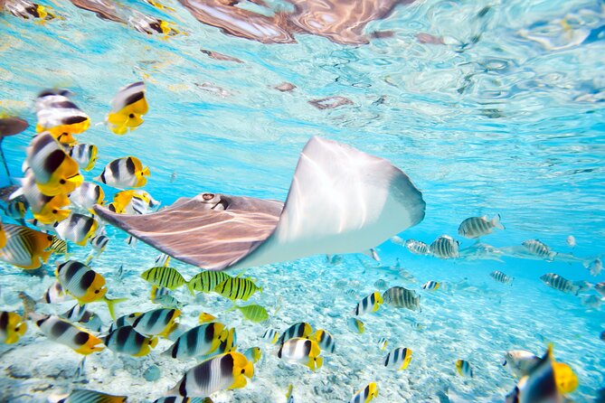 Private Full-Day Lagoon Adventure in Bora Bora with BBQ Lunch - Around 12:30 p.m., lunch on a private motu