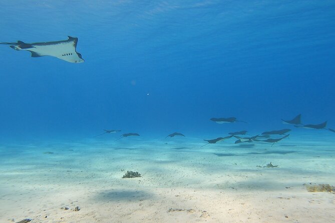 Private Full Day Lagoon Safari and Lunch on a Motu in Bora Bora - Coral gardens and the first snorkeling stop