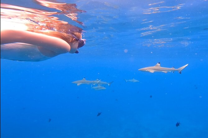 Private Full Day Lagoon Safari and Lunch on a Motu in Bora Bora - Lunch on a motu, the quiet middle of the day