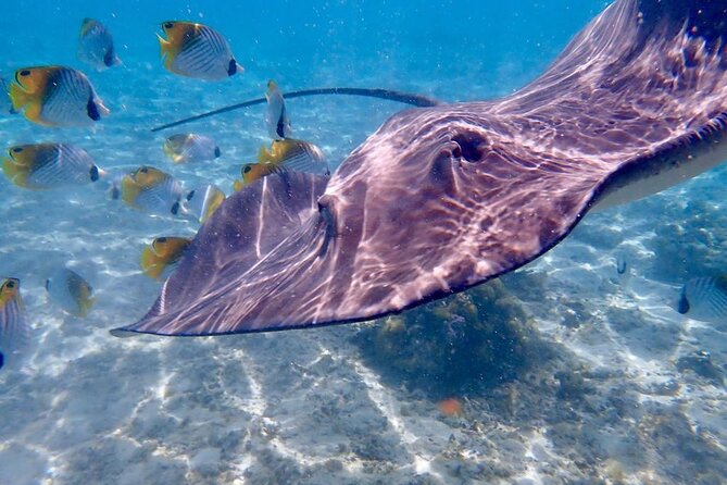Private Full Day Lagoon Safari and Lunch on a Motu in Bora Bora - What is supplied, and what you should bring