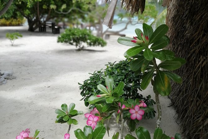 PRIVATE FULL DAY LAGOON TOUR - Bora Bora Cultural Lagoon Tour - Coral gardens and stingrays