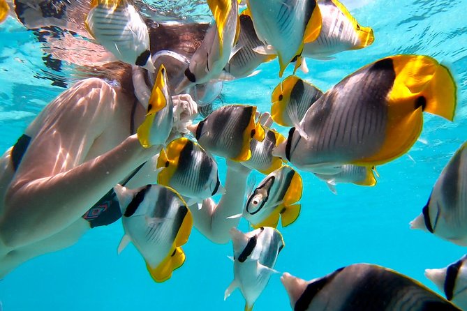 PRIVATE Full Day Tour : Moorea Snorkeling & Sailing on a Catamaran named Taboo - Booking details and cancellation rules