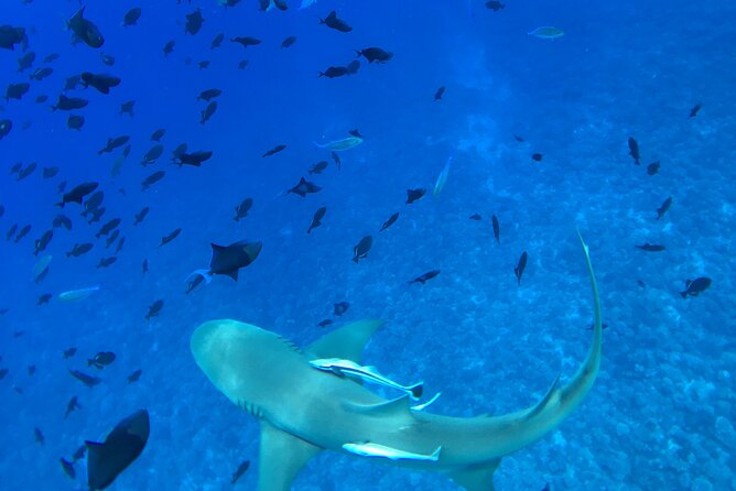 PRIVATE HALF DAY LAGOON TOUR - Bora Bora Cultural Lagoon Tour - Timing, Weather, and Practical Details