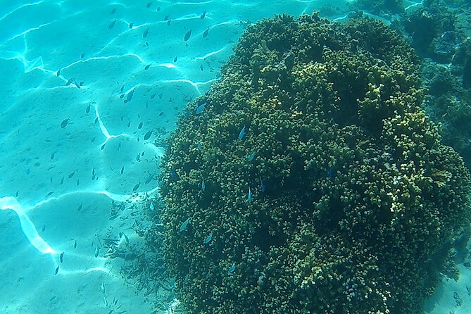Private Half Day Sailing Excursion on the Lagoon of Tahiti - What to bring for a comfortable afternoon