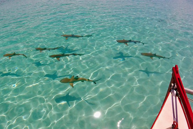 PRIVATE Half Day Tour : Moorea Snorkeling & Sailing on a Catamaran named Taboo - Leaving the Coast for the Moorea Lagoon