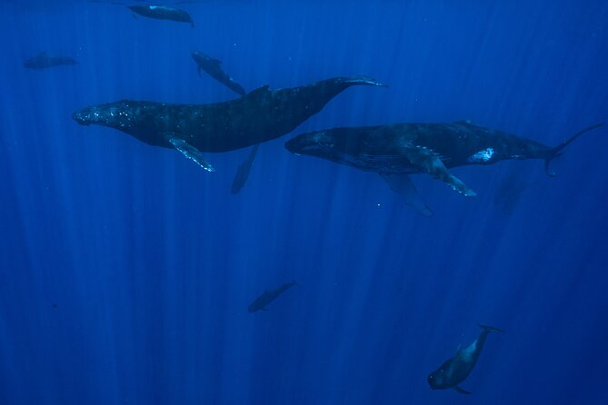 Private Half Day Whale Watching Tour - Louis, Teddy, and the human side of the tour