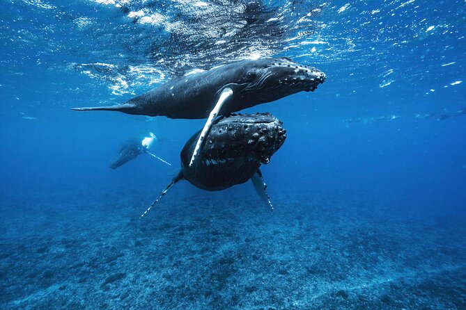 Private Half Day Whale Watching Tour - Moorea’s humpback whale season from August to November