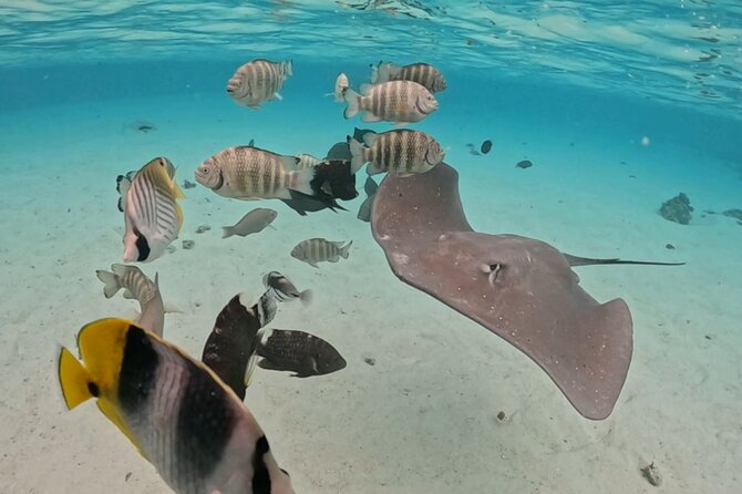 Private Lagoon Exploration and Snorkeling in Moorea - A private trip changes the whole mood