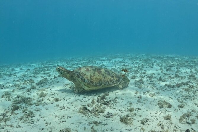 Private Lagoon Exploration and Snorkeling in Moorea - Looking for spinner dolphins near the reef