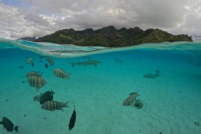Private Lagoon Exploration and Snorkeling in Moorea - What four hours really gives you