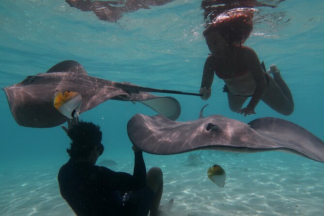 Private lagoon tour (rays, sharks, turtles) by boat in Moorea - Key points to know before you book
