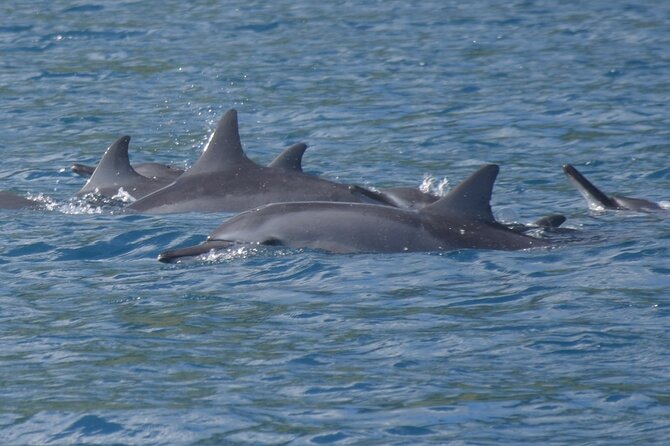 Private lagoon tour (rays, sharks, turtles) by boat in Moorea - The north coast: turtles, dolphins, and seasonal whales