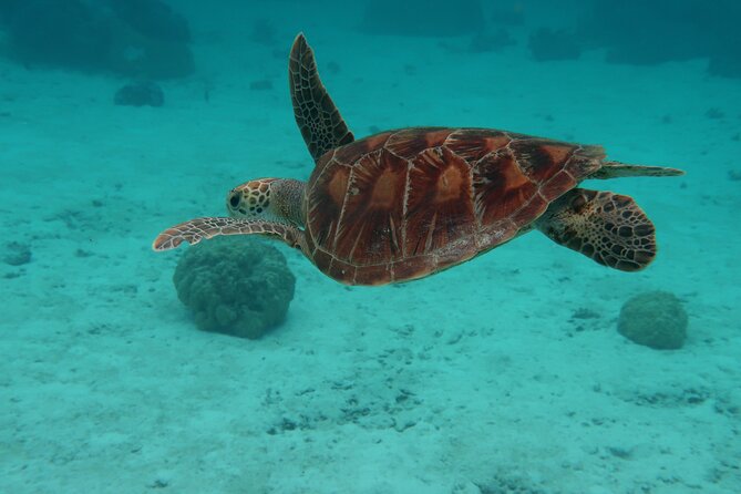 Private lagoon tour (rays, sharks, turtles) by boat in Moorea - Opunohu Bay in 15 minutes: Moorea’s quieter side