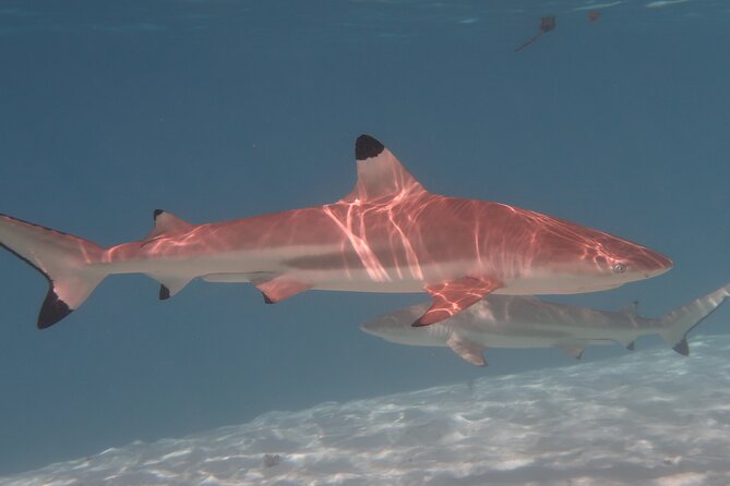 Private lagoon tour (rays, sharks, turtles) by boat in Moorea - Papetoai and the sandbank of rays and sharks