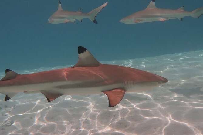 Private lagoon tour (rays, sharks, turtles) by boat in Moorea - Is $976.97 good value for two?