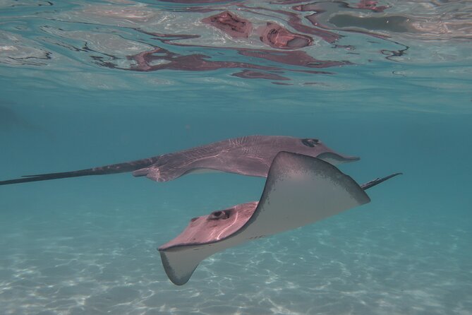 Private lagoon tour (rays, sharks, turtles) by boat in Moorea - Cook’s Bay in 15 minutes: mountain views from the water