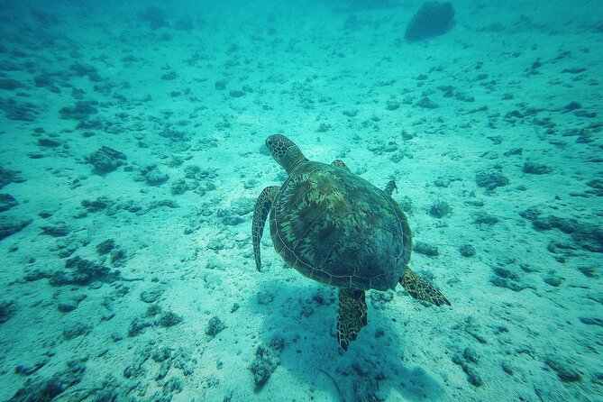 Private Marine Excursion and snorkeling in the lagoon of Moorea - A private morning on Moorea’s lagoon