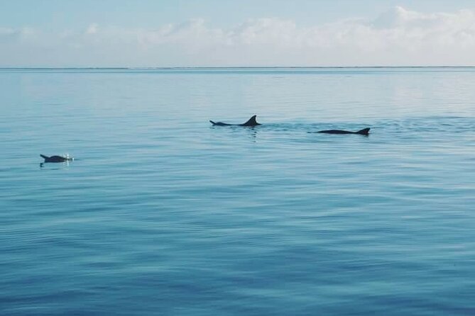 Private Marine Excursion and snorkeling in the lagoon of Moorea - A sandbank swim when you want less activity