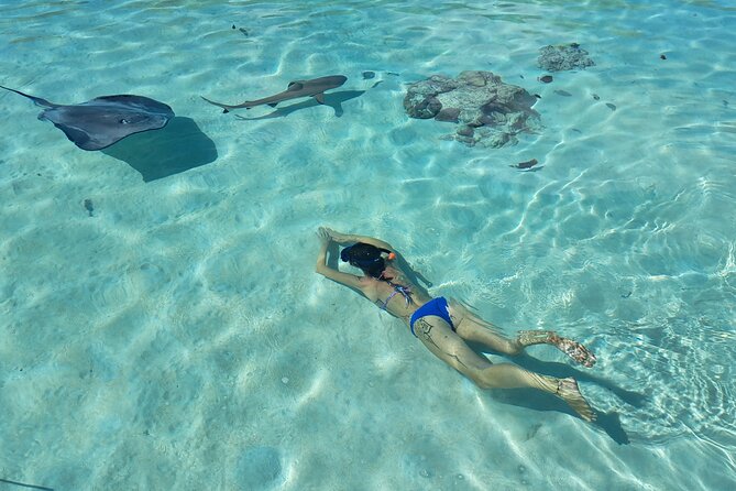 Private Marine Excursion and snorkeling in the lagoon of Moorea - Snorkeling with stingrays and black-tip sharks