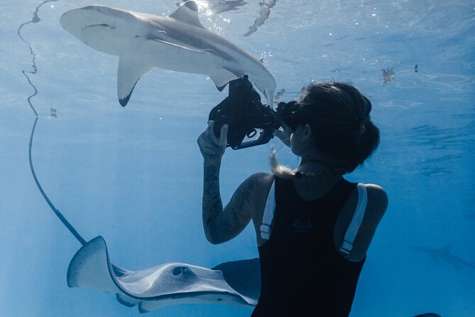 Private Marine Wildlife Adventure with Underwater Photography - The underwater photography package