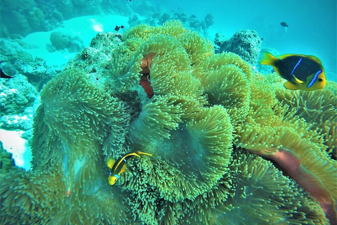 Private Reef Discovery Luxury Dream Day Tour in Bora Bora - A Polynesian meal on a private island