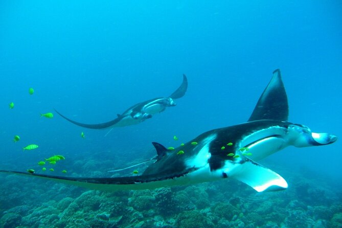Private Reef Discovery Luxury Dream Day Tour in Bora Bora - Looking for manta rays and eagle rays
