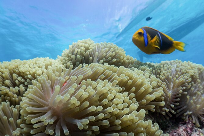 Private Reef Discovery Luxury Motu Lunch Cruise in Bora Bora - Why this Bora Bora day works so well