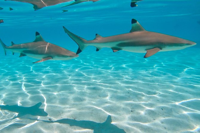 PRIVATE Sunset Tour: Moorea Snorkeling on a Catamaran named Taboo - Setting out across Moorea’s lagoon