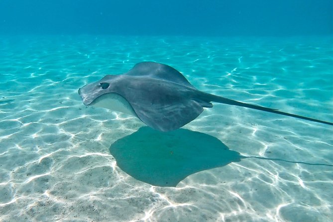 PRIVATE Sunset Tour: Moorea Snorkeling on a Catamaran named Taboo - What the price means for a private group